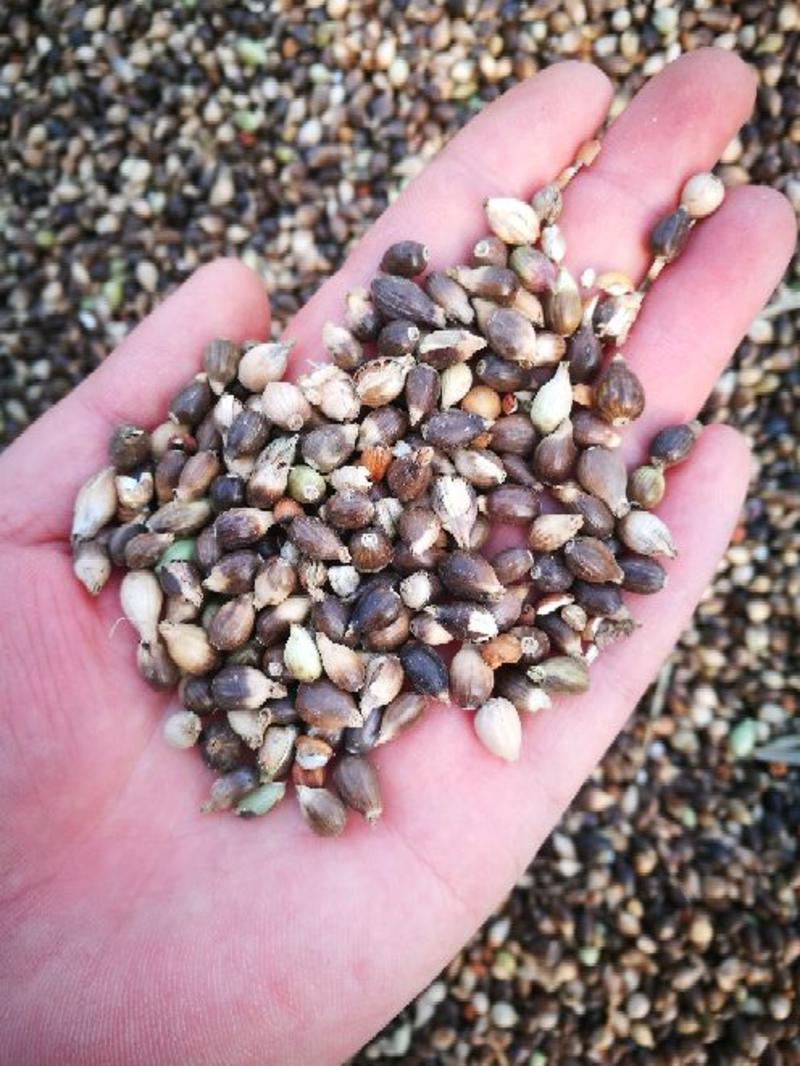 壳薏米种子
