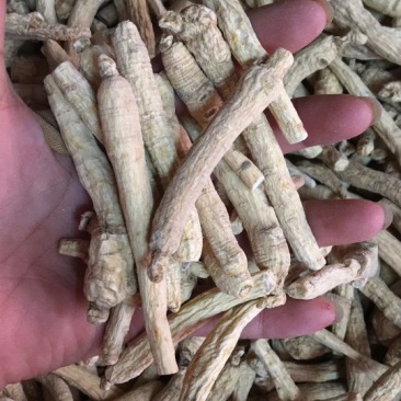 西洋参选货