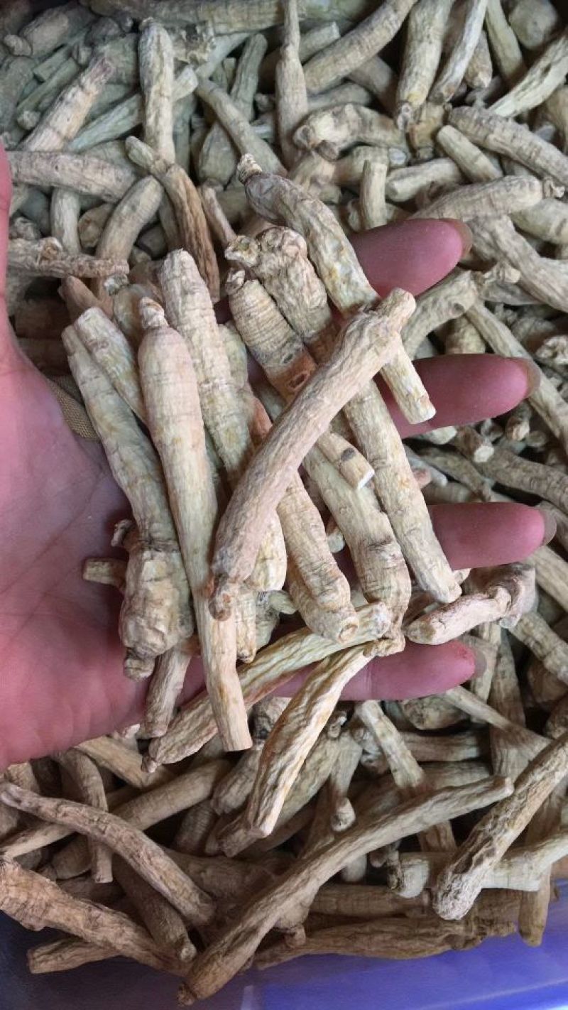 西洋参选货