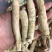 西洋参选货