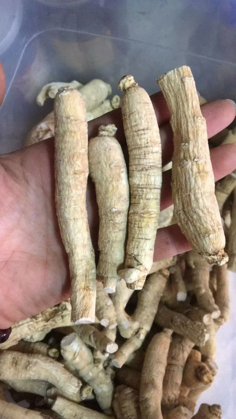 西洋参选货