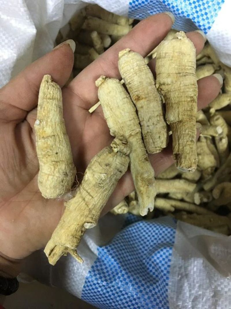 西洋参选货