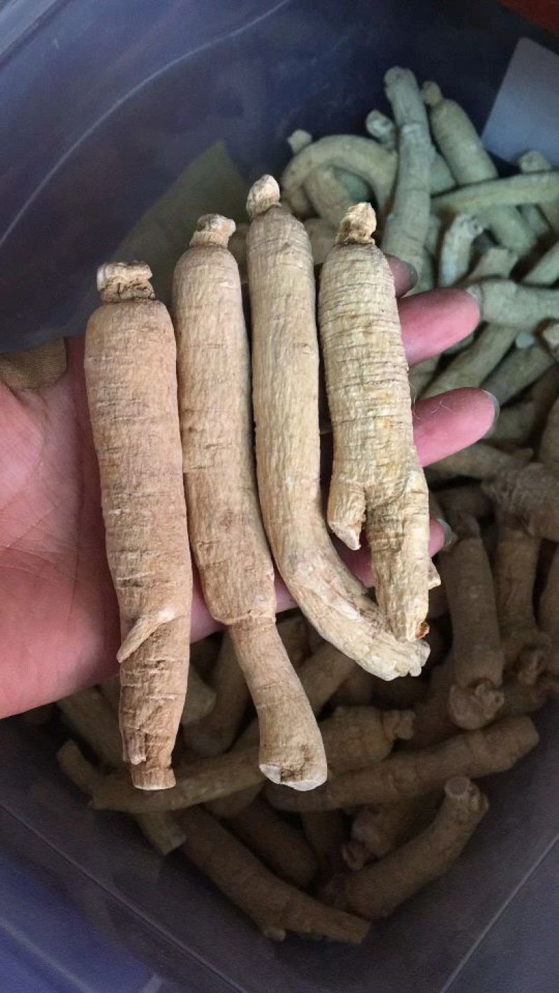 西洋参选货