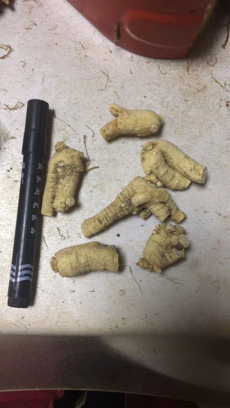 西洋参选货