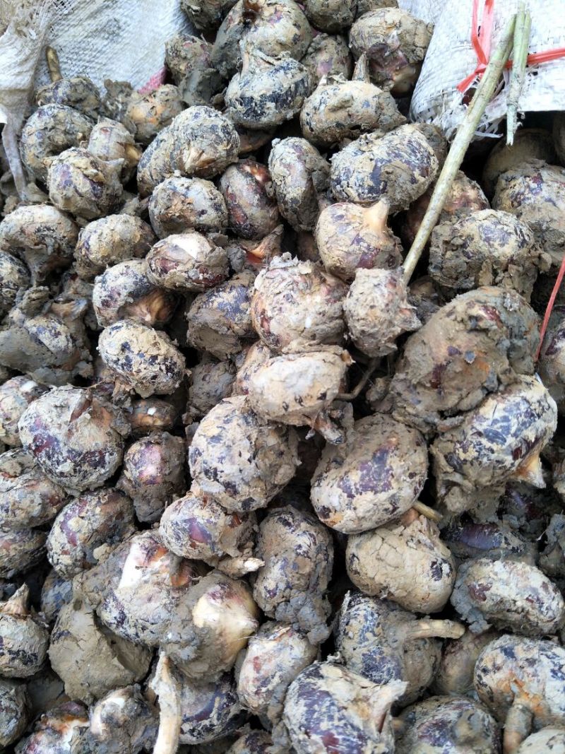 荸荠大号现挖现卖，新鲜，质量保证