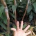金煌芒树苗金煌杯苗