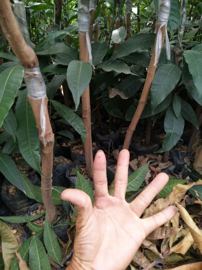 金煌芒树苗金煌杯苗