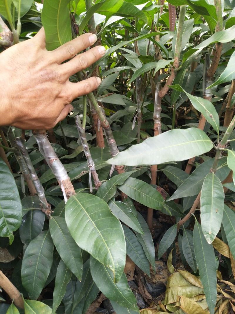 金煌芒树苗金煌杯苗