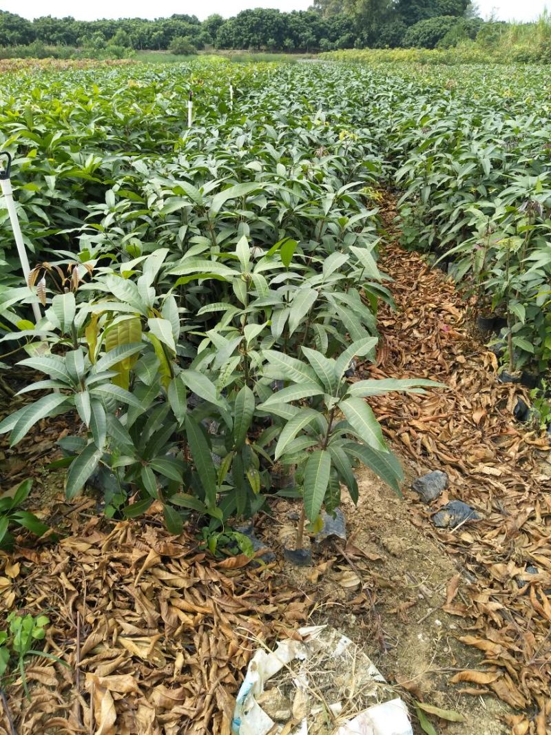 金煌芒树苗金煌杯苗