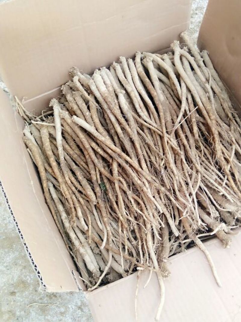 鲜党参中小条