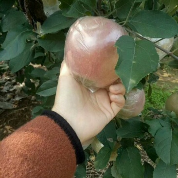 红富士苹果75mm以上膜袋