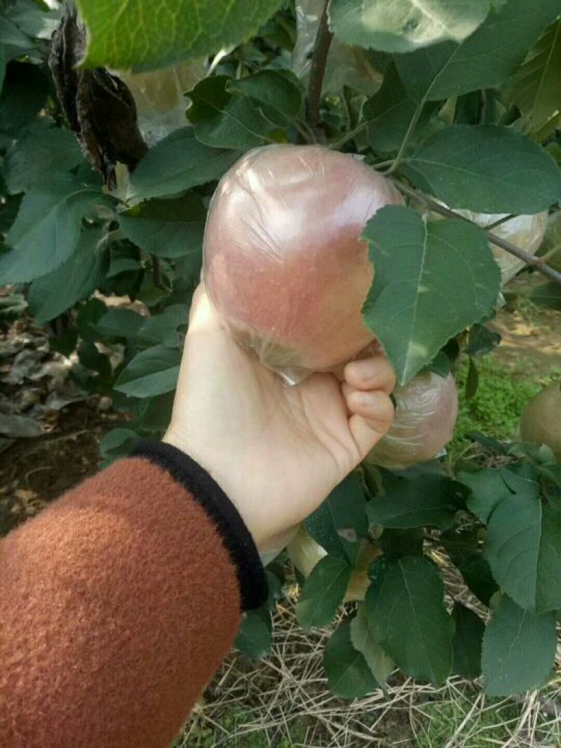 红富士苹果75mm以上膜袋