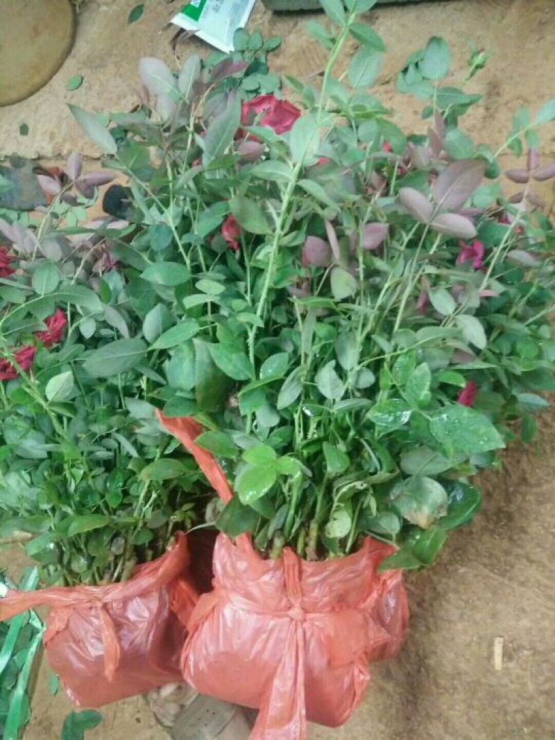 玫瑰花苗月季苗四季开花成活高抗病性强易种植
