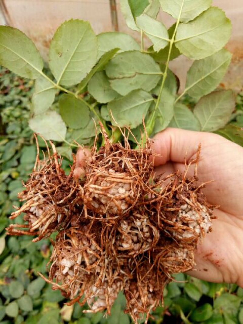 玫瑰花苗月季苗四季开花成活高抗病性强易种植