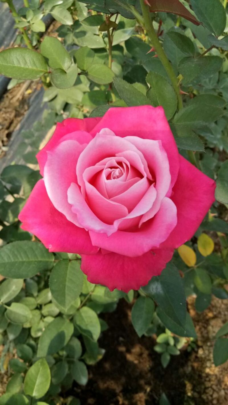 玫瑰花苗月季苗四季开花成活高抗病性强易种植