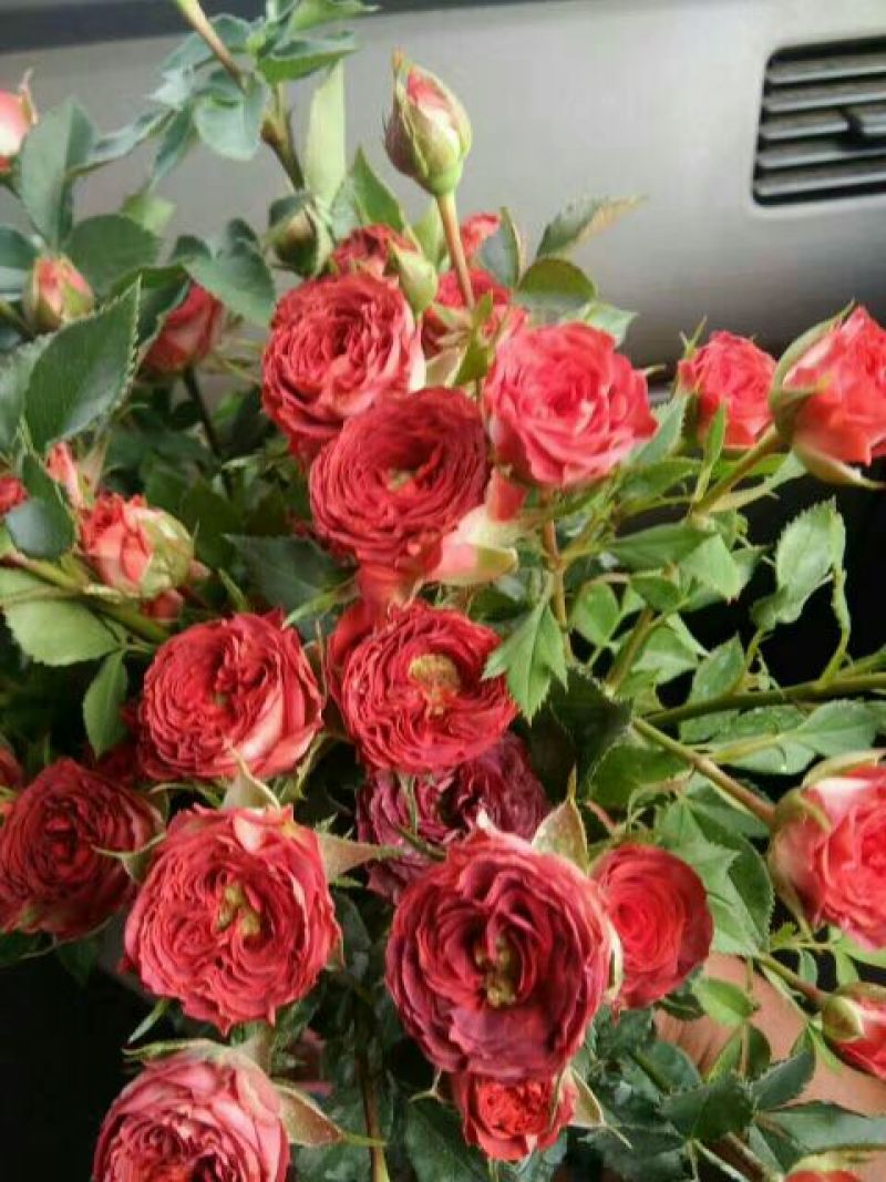 玫瑰花苗月季苗四季开花成活高抗病性强易种植