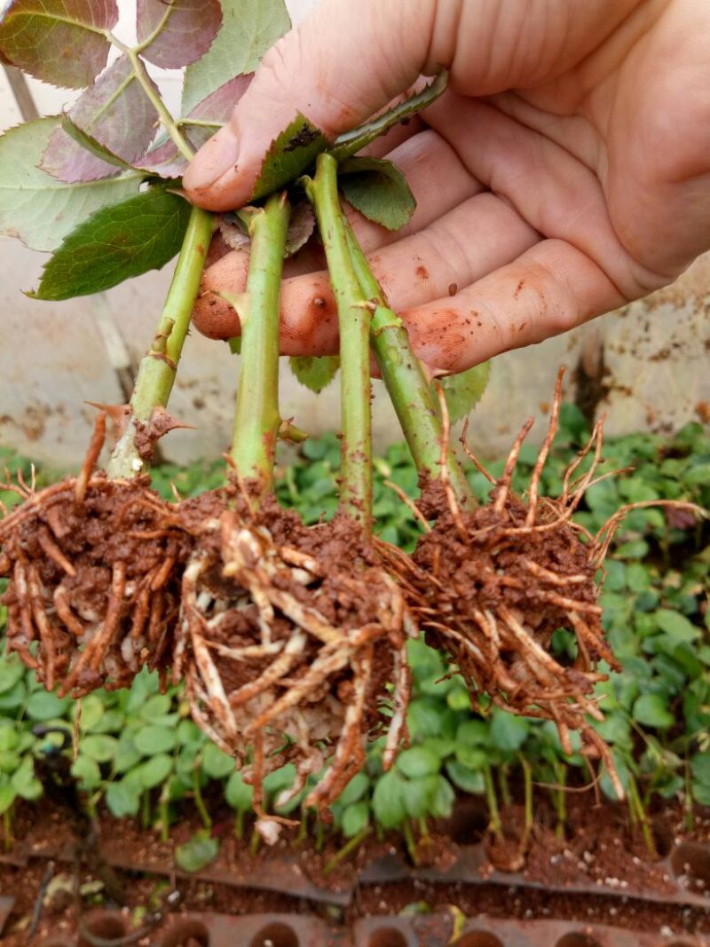 玫瑰花苗月季苗四季开花成活高抗病性强易种植