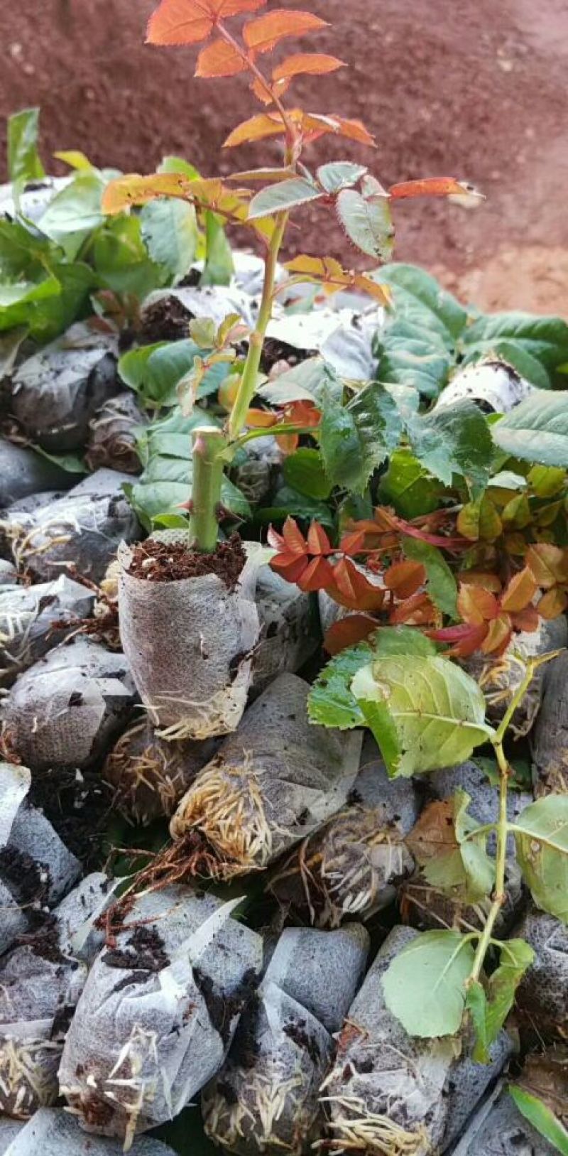 玫瑰花苗月季苗四季开花成活高抗病性强易种植