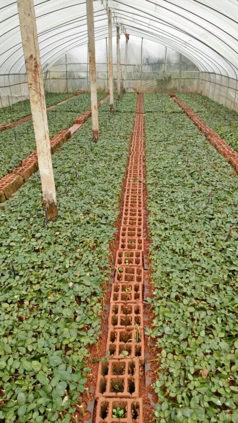 玫瑰花苗月季苗四季开花成活高抗病性强易种植