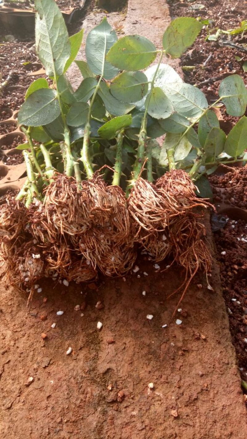 玫瑰花苗月季苗四季开花成活高抗病性强易种植