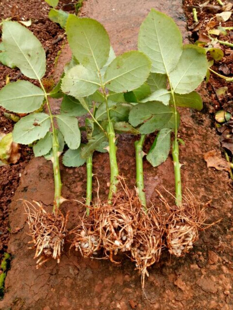 玫瑰花苗月季苗四季开花成活高抗病性强易种植