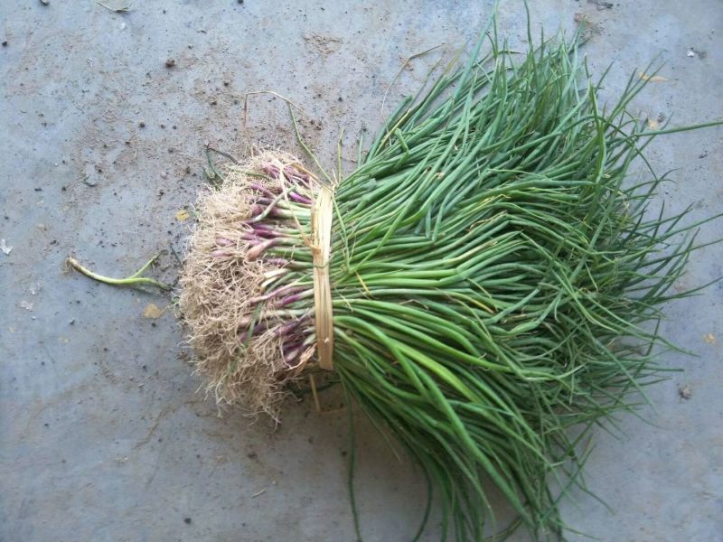 洋葱苗20~30cm，产量高，颜色好
