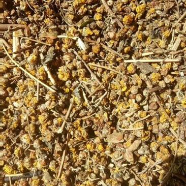 野菊花散装