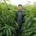 中油18:包成活，包结果，签合同，技术跟踪指导，死苗补发
