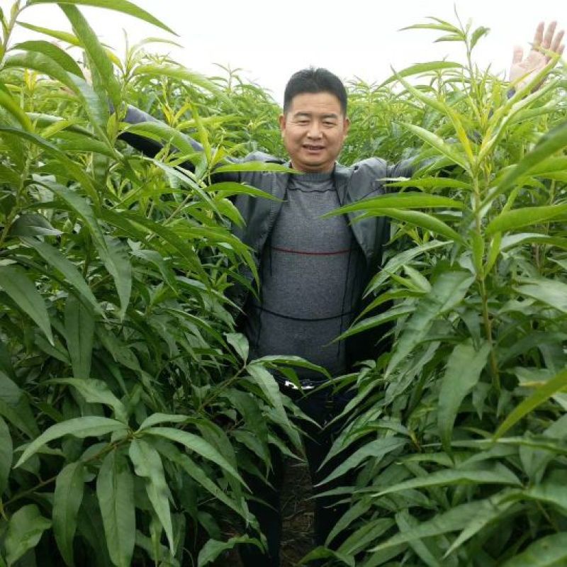 中油18:包成活，包结果，签合同，技术跟踪指导，死苗补发
