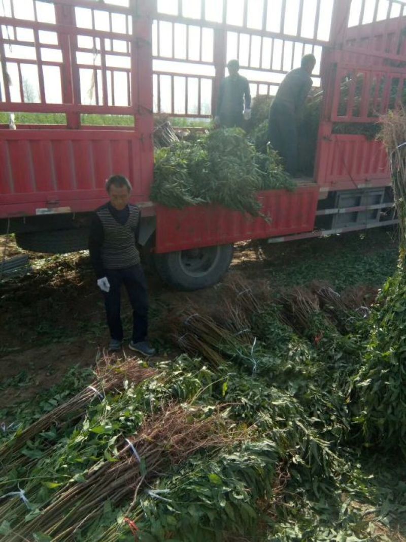 中油18:包成活，包结果，签合同，技术跟踪指导，死苗补发