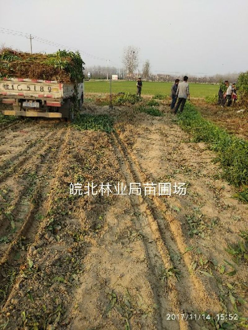 中油18:包成活，包结果，签合同，技术跟踪指导，死苗补发
