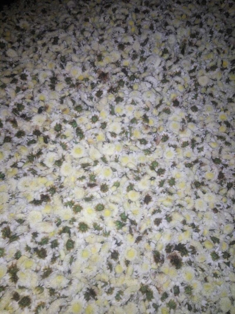 胎菊王散装