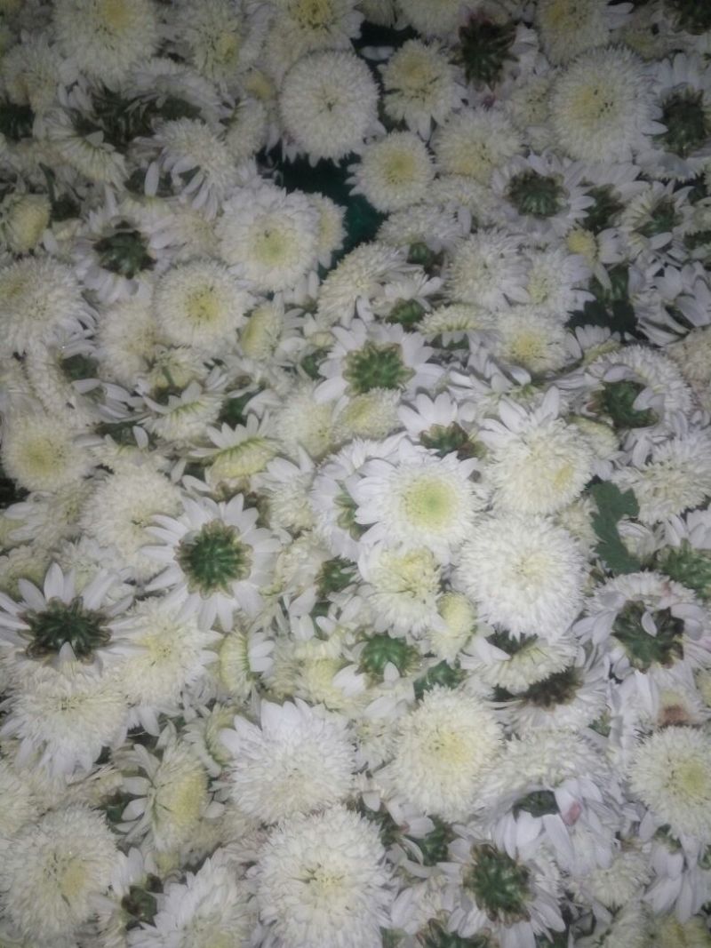胎菊王散装