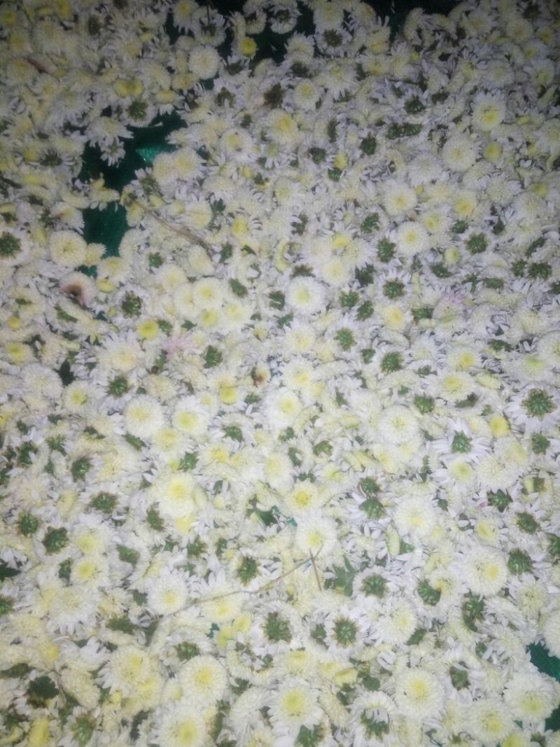 胎菊王散装