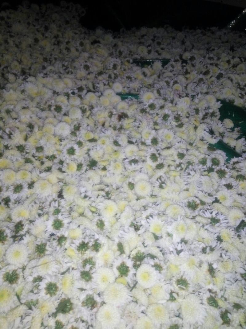 胎菊王散装