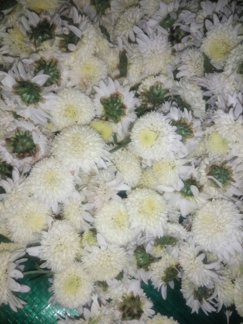 胎菊王散装