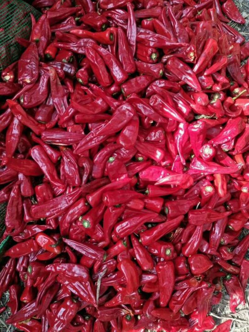 北京红干辣椒大量上市，保质保量，基地直供