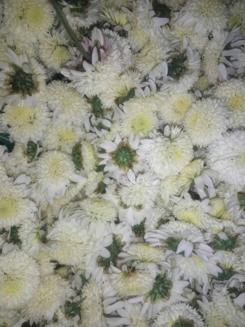 胎菊王散装
