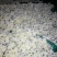 胎菊王散装