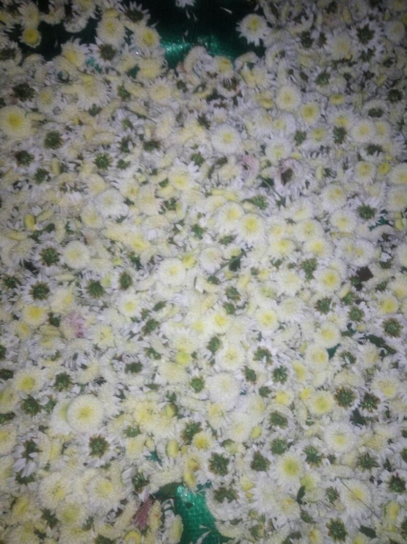胎菊王散装