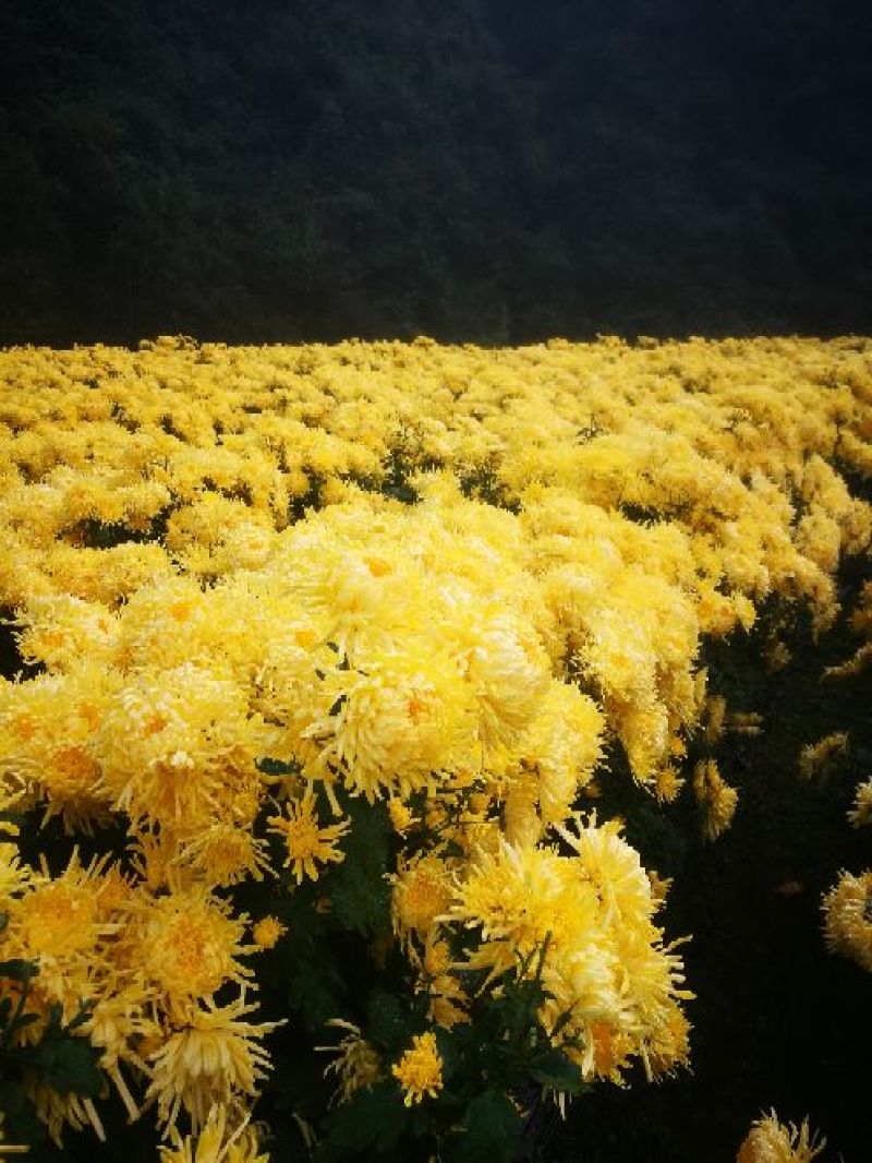 菊花茶一级
