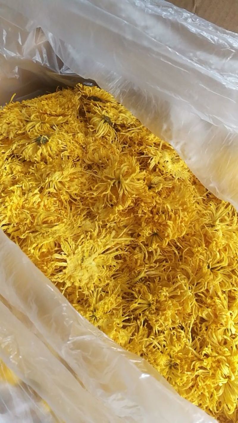 菊花茶一级