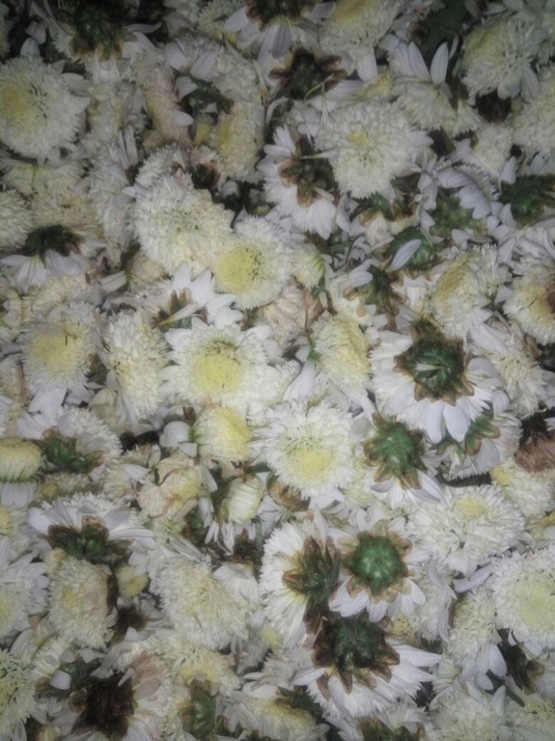 胎菊王散装