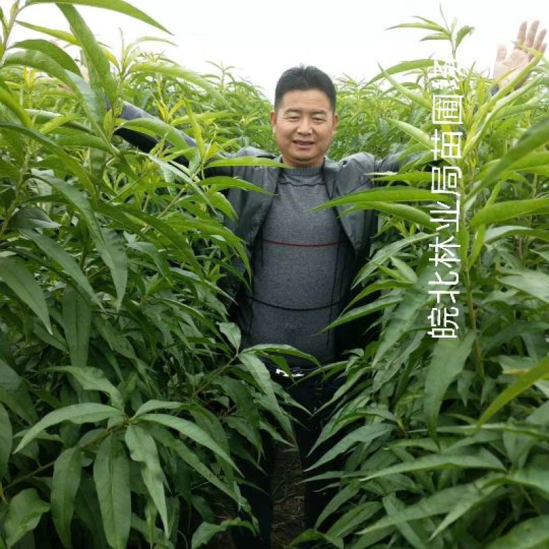 映霜红桃苗签订购苗合同，诚信经营。