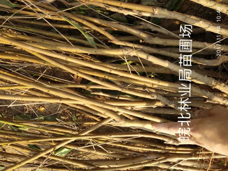 映霜红桃苗签订购苗合同，诚信经营。