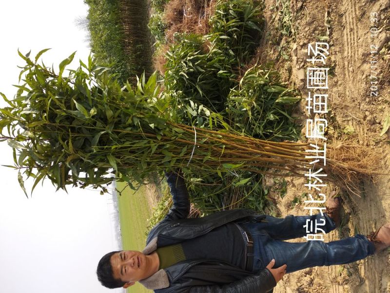 映霜红桃苗签订购苗合同，诚信经营。