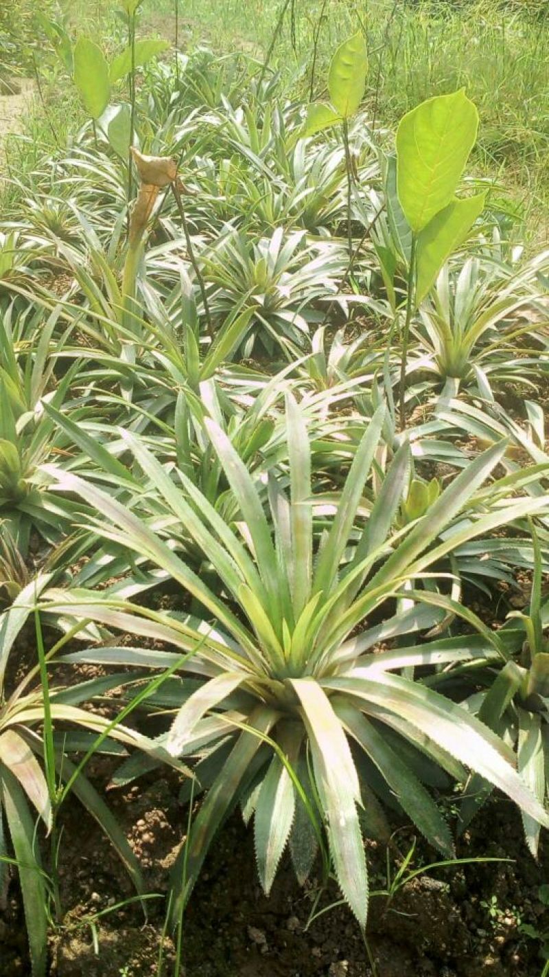 凤梨苗菠萝苗