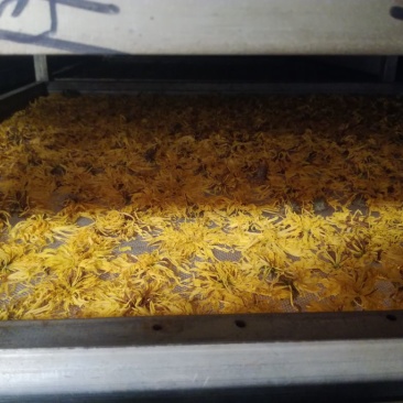 金丝皇菊茶三级
