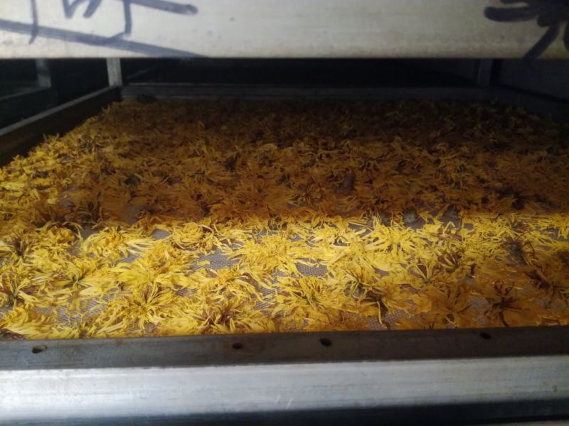 金丝皇菊茶三级