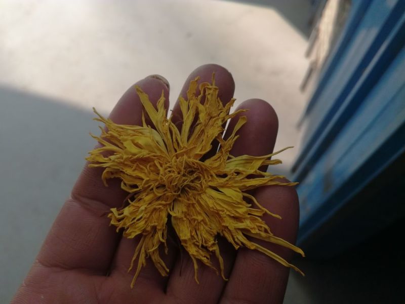金丝皇菊茶三级